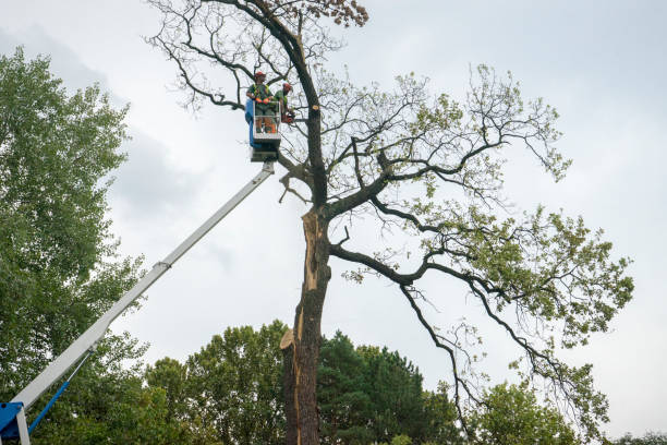 Best Emergency Tree Removal Services  in San Joaquin, CA